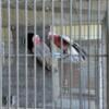 Pair of Rose Breast Cockatoos