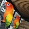 4 year old Proven pair of Sun Conure