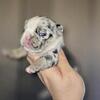 Akc Frenchbulldogs
