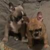 French Bulldog puppies For Sale