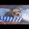 One female left! French bulldog puppy