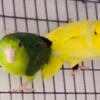 Parrotlets parrot available