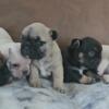 Adorable AKC French Bulldog puppies