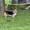 CKC American Corgi Pups