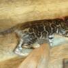 READY For Their Forever Home! GORGEOUS- Brown Male & Females Rosetted W/Glittered Pelt Bengal Kittens