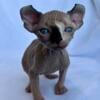 Gorgeous Elf Sphynx male with Blue eyes!