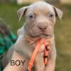 American Bully Puppies