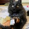 Black Maine Coon Kitten