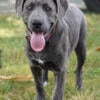 Beautiful Cane corso puppies