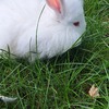 Giant Angora rabbits