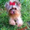 Akc Yorkie Teacup Stud