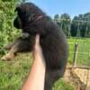 AKC GSD puppies long & stock coat DDR/Czech/Canadian Showline