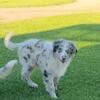 Australian shepherd puppy