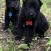 AKC GERMAN SHEPHERD PUPPIES