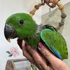 Baby Male Eclectus AVAILABLE