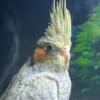 Cockatiel Whiteface Emerald Albino Lutino