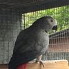 Sold - Proven African Grey hen