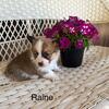 Cute corgie puppies 