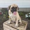 Oliver, Puggle Puppy for Sale