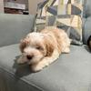 Havanese puppies looking for home