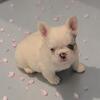 Fluffy French bulldog puppy