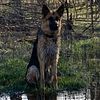 GERMAN SHEPHERD - FEMALE - 10 MONTHS - TRAINED