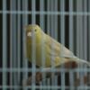 Female Canary For Sale