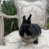 Netherland Dwarf Bunny