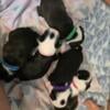 Boston Terrier Puppy *REDUCED*