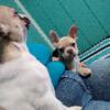 French Bulldog puppy