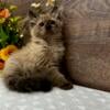 Beautiful Ragdoll Kittens Available