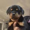 Akc reg German Rottweiler puppy female