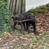 Cane Corso ready for home