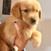 CKC Golden Retriever Puppies