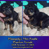 Miniature Poodle Phantom Females