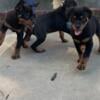 German Rottweiler Puppies Available Full AKC Papers