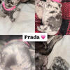 French Bulldog Puppies For Sale