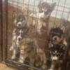 Reg. Siberian Husky pups to a forever home