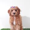 Clover Stunning Female Cavapoo Puppy