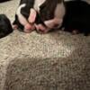 AKC Boston Terrier puppies