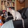 Cyrus, Silver Egyptian Mau for stud.