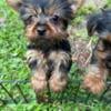 Sweet Yorkie puppies looking for their new homes