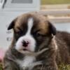 Pembroke corgi puppies