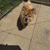 Chow Chow puppies