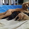 Standard poodle puppies