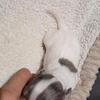 White with Merle Markings Chihuahua Puppies