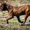 American bandogge