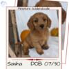 MINI GOLDENDOODLE PUP (07/30) FEMALE