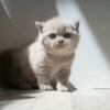 ROYAL BRITISH SHORTHAIR KITTENS