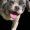 CHOSEN!!  Eudoria - gorgeous blue merle Frenchton